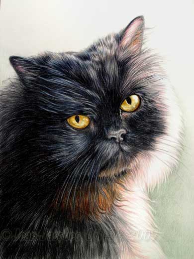 chat persan noir portrait du chat persan noir boule par jean jacques onate chat persan noir portrait du chat persan noir boule par jean jacques onate